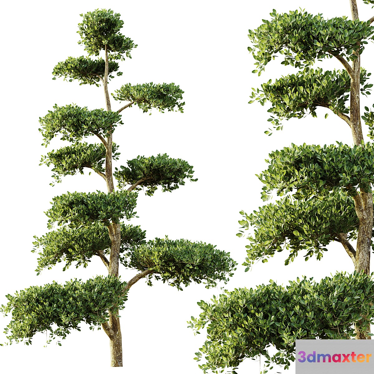 tree set 04 - No.2
