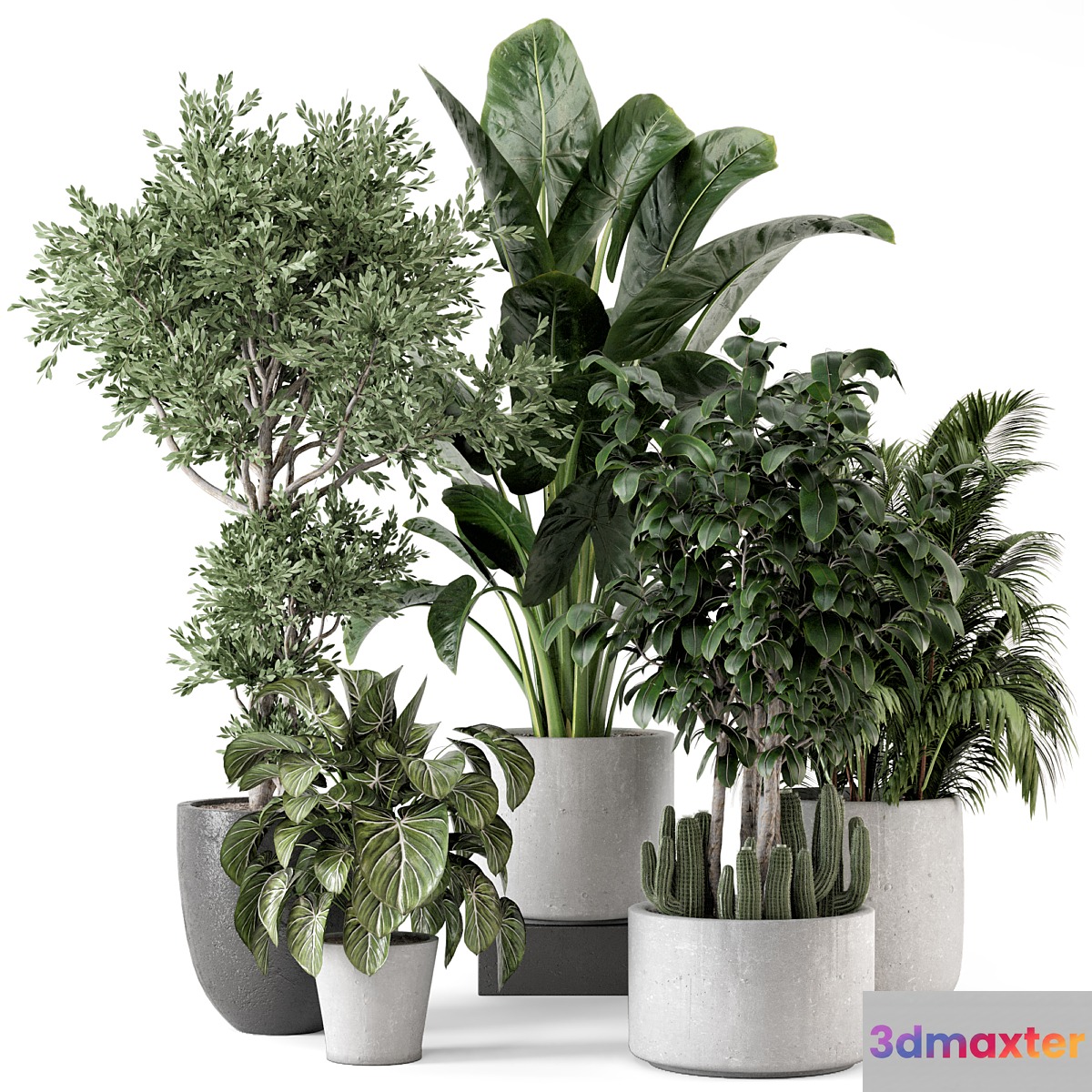 Indoor Plants in rusty Concrete Pot - Set 584