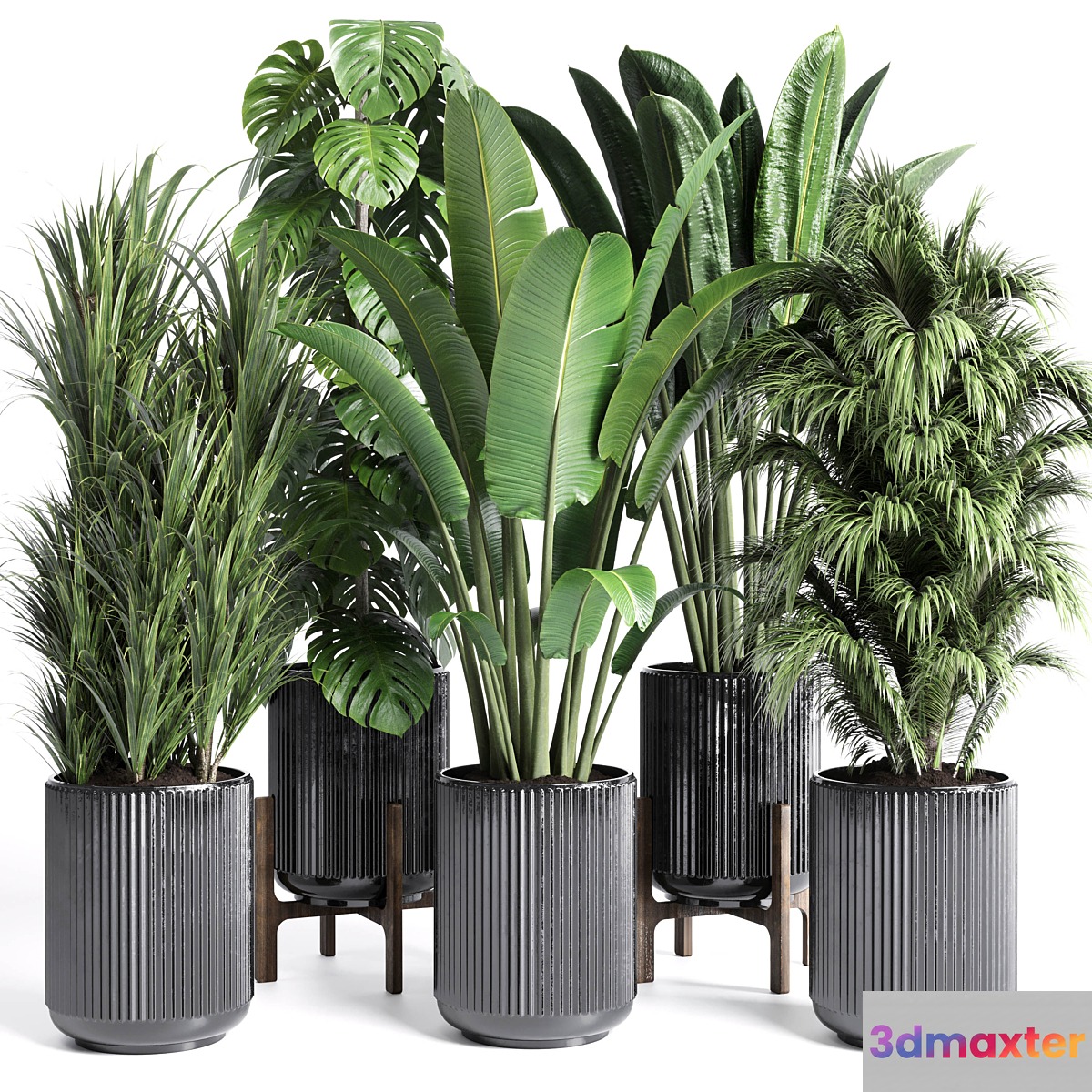 Collection indoor plant 201 plant