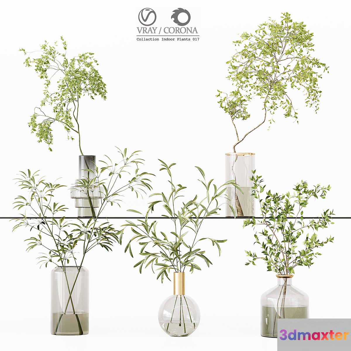 Collection Indoor Plants 017