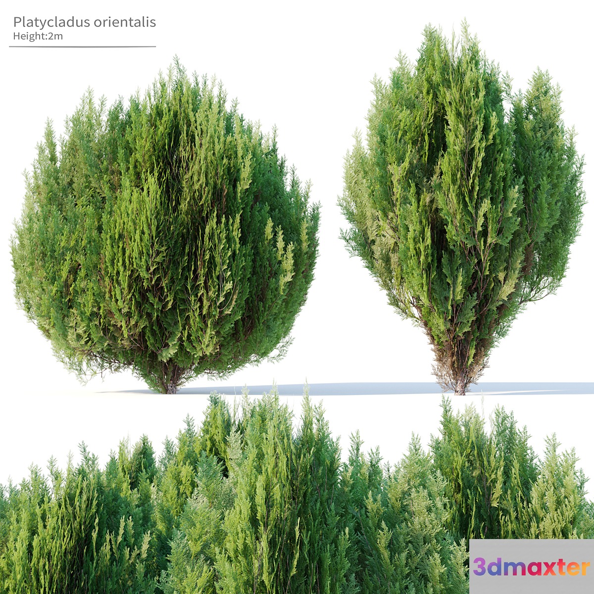 Platycladus orientalis 3D Max