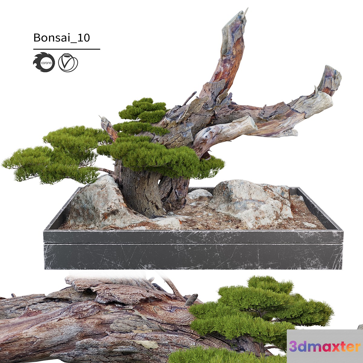 Bonsai plant_10