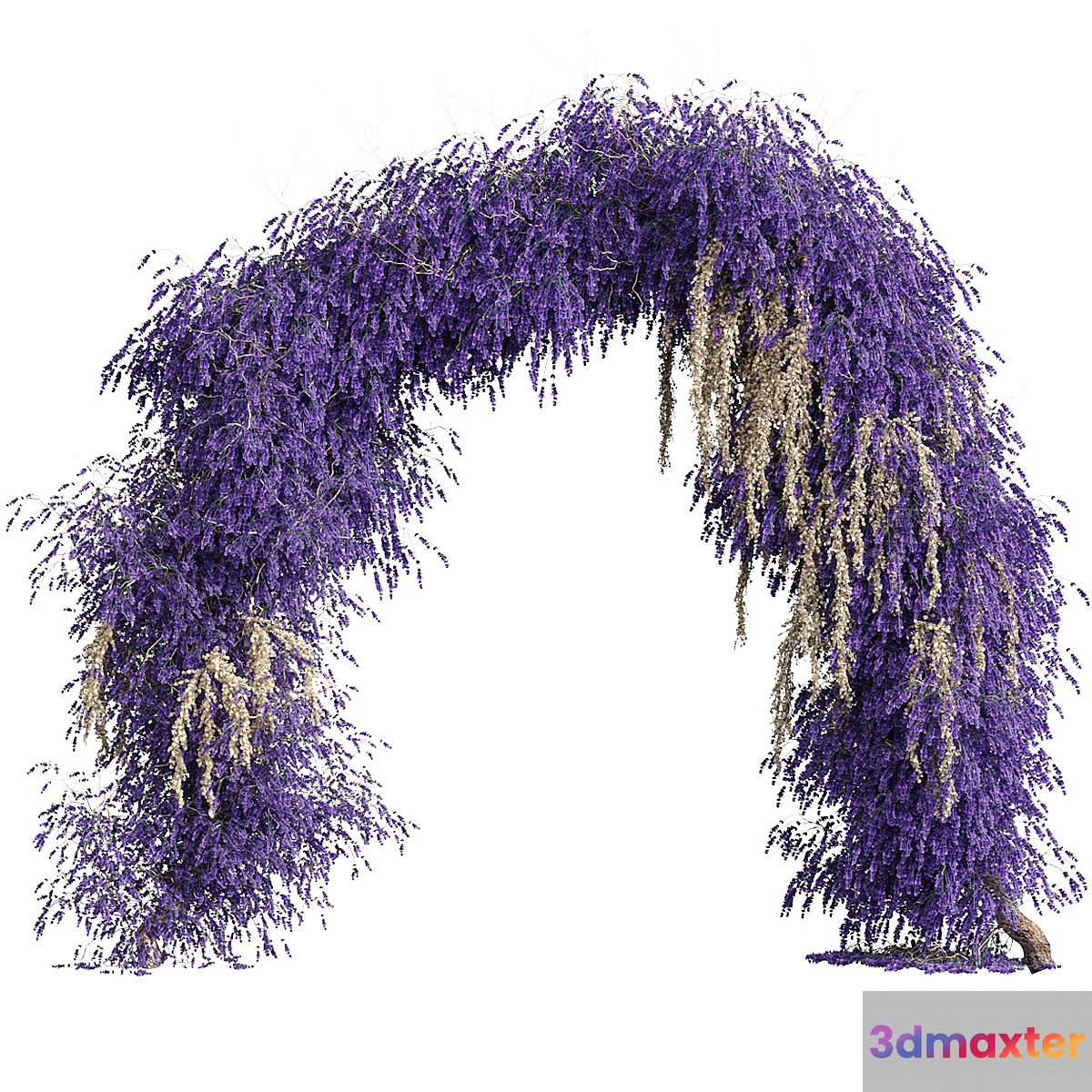 Arch of lavender flowers