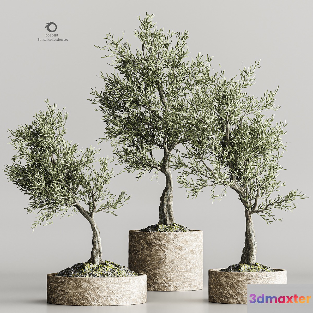 plant collection olive 02 3D Max