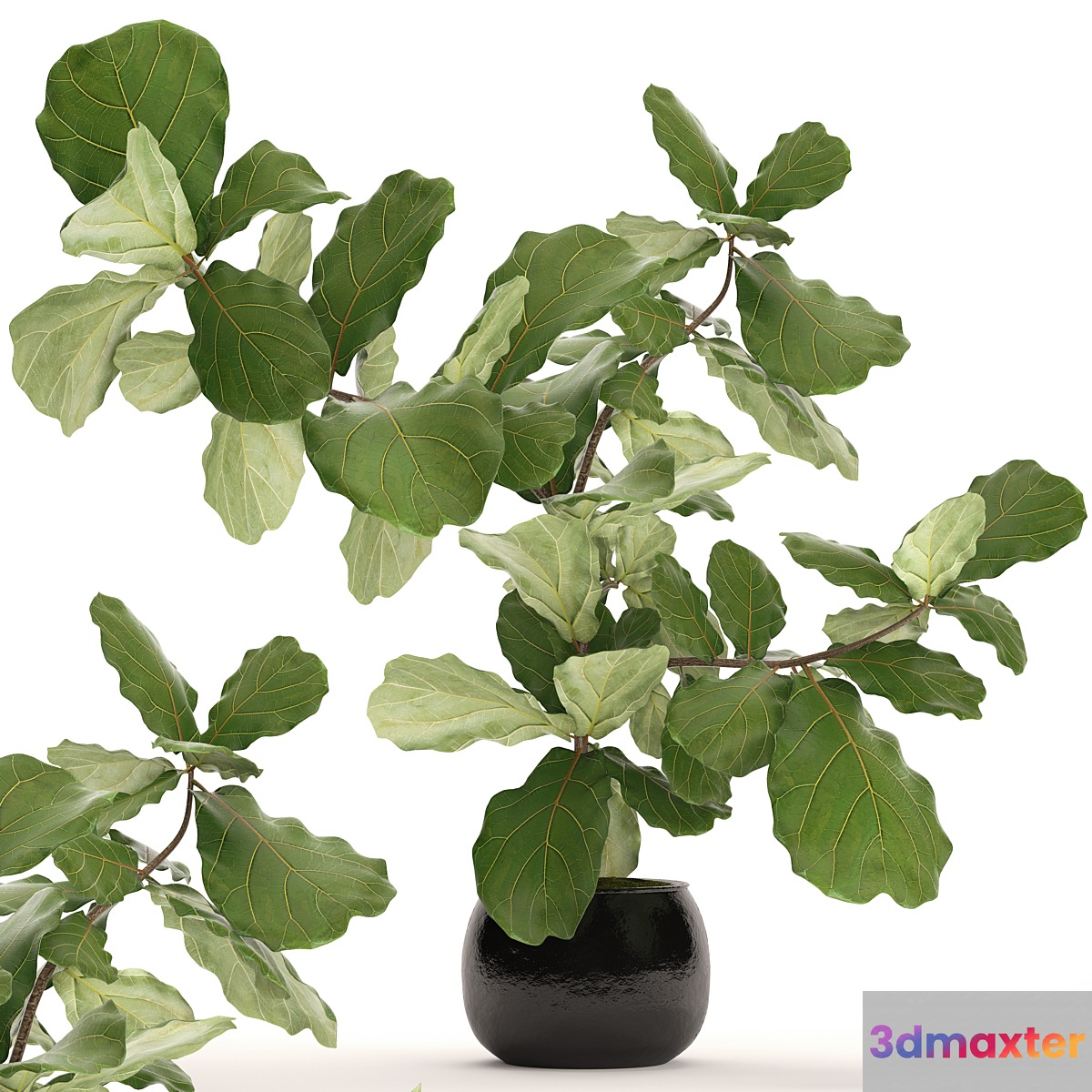 The ficus is lyrate. 15. ornamental tree bush ficus lyrata indoor interior 3D Max