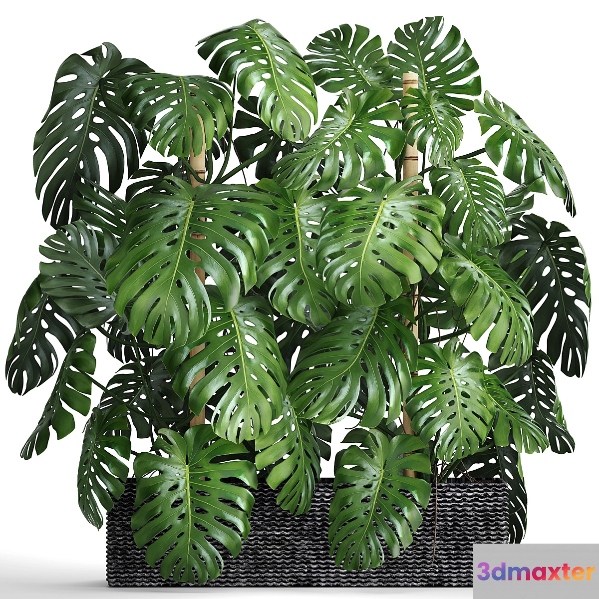Collection of plants 87. Monstera. Monstera thickets bushes green wall pot flower concrete flowerpot 3D Max