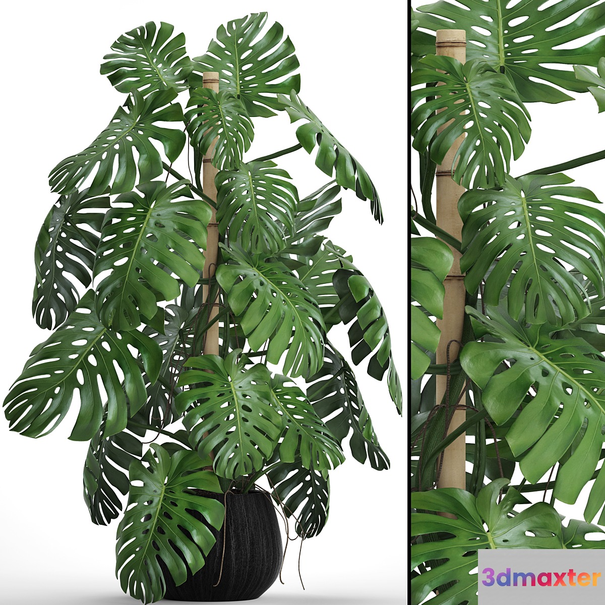 Monstera 4. monstera flower bush pot vase interior decorative 3D Max