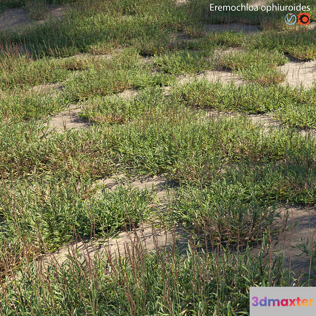 Eremochloa ophiuroides - wild - No.2