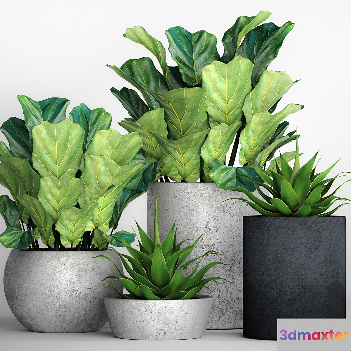 The collection of plants in pots 18. ficus lyre flower pot flowerpot concrete bush agave interior decorative lyrata