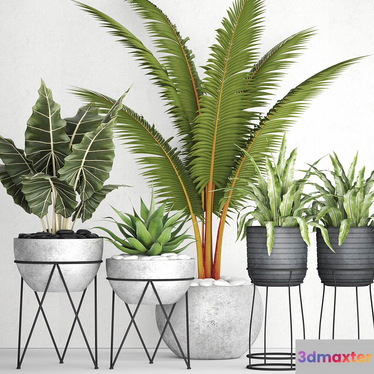 The collection of plants in pots 17. coconut palm alocasia concrete pot stand flower asplenium agave