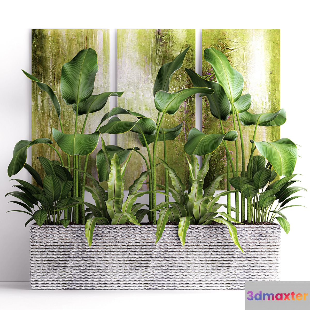 The collection of plants in pots 16. green painting calathea lutea asplenium bushes pot flowerpot concrete