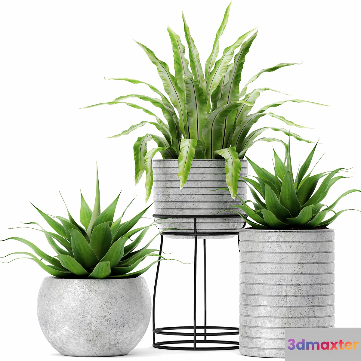 Asplenium and Agave Kostenets asplenium agave flower pot bush flowerpot concrete 3D Max