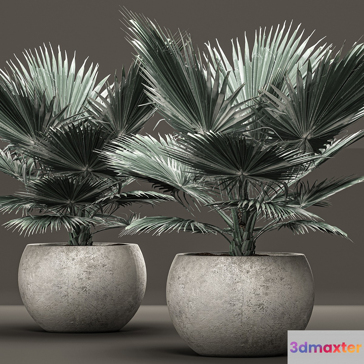 Bismarckia nobilis 2. fan palm blue palm brachea bismarckia concrete flowerpot 3D Max