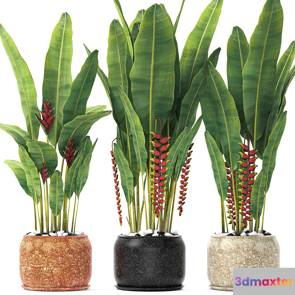 Heliconia Street bushes flower pot street flowerpot plants Strelitzia 3D Max