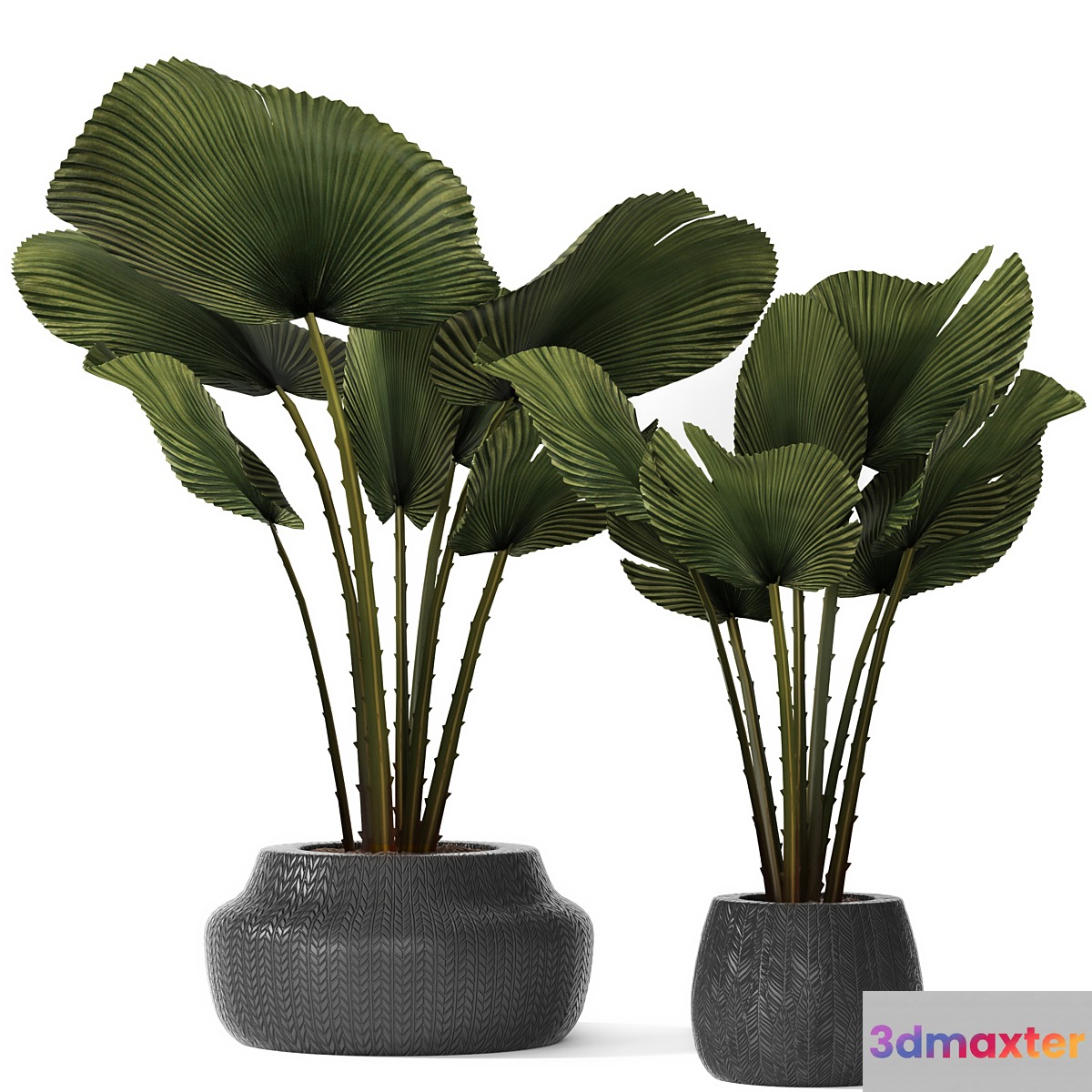 A collection of palms in pots 3. likuala palm tree flower pot bush - No.2