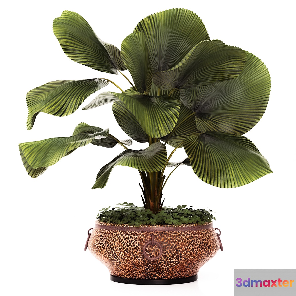 LicualaLicuala orbicularis Licuala ornamental palm tree pot flowerpot office copper copper flowerpot