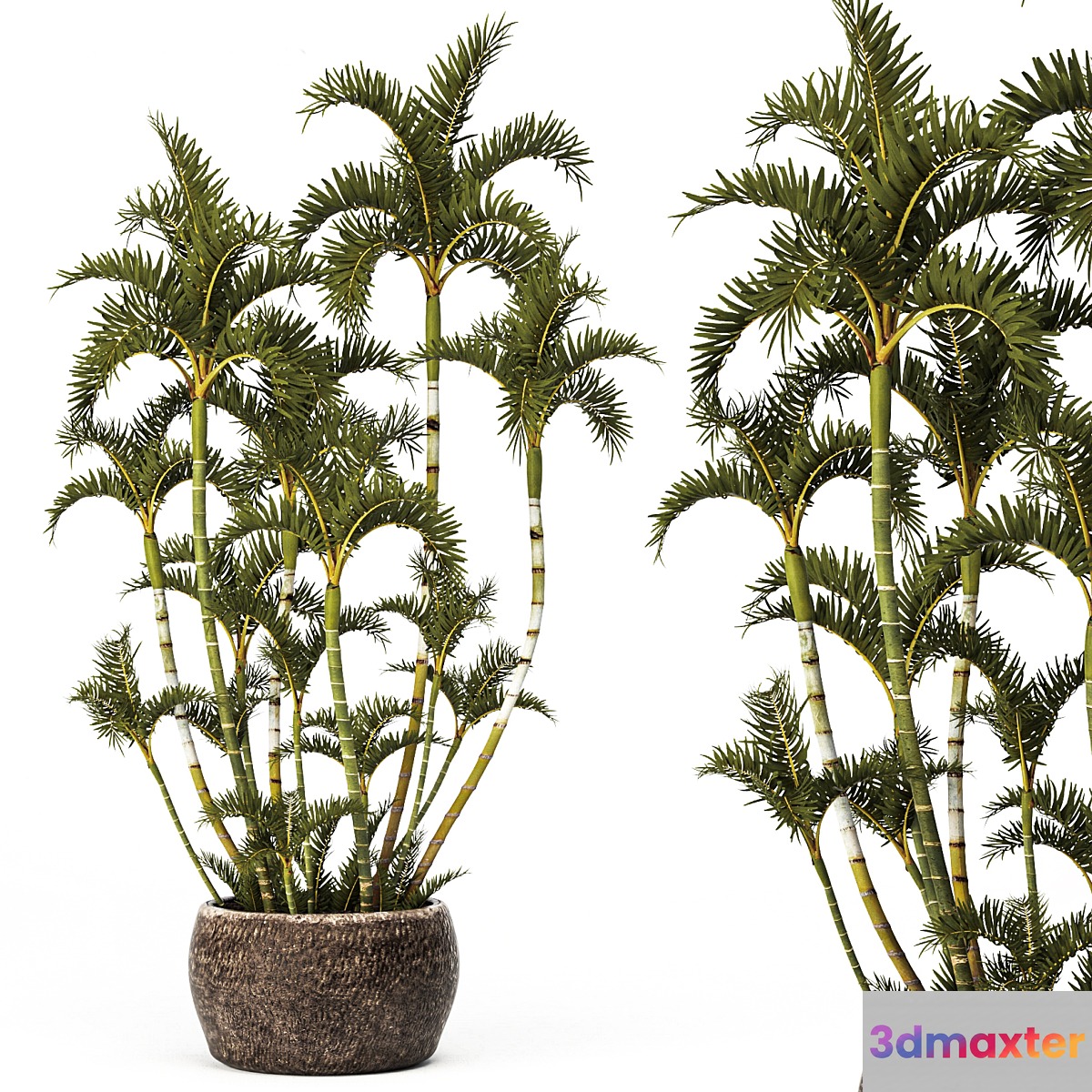 Roystonea decorative palm tree outdoor flowerpot pot bushes tropical exotic - No.2