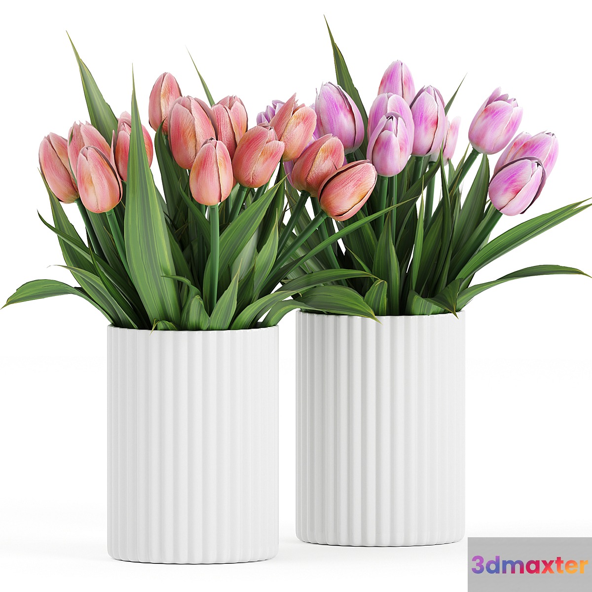 Flower Pack 250C Tulips - No.2