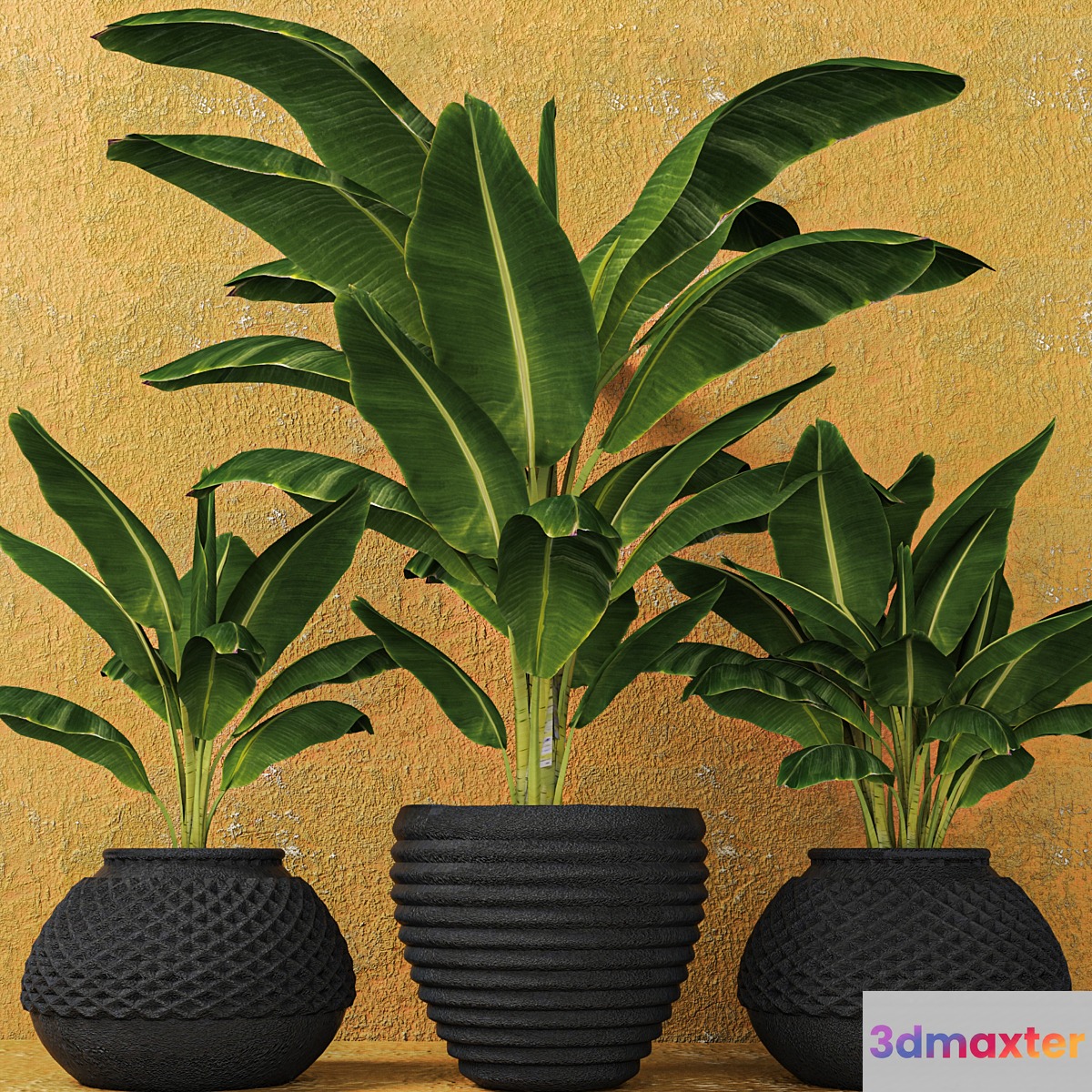 Banana palms. 3 pcs. flower pot flowerpot outdoor exotic 3D Max