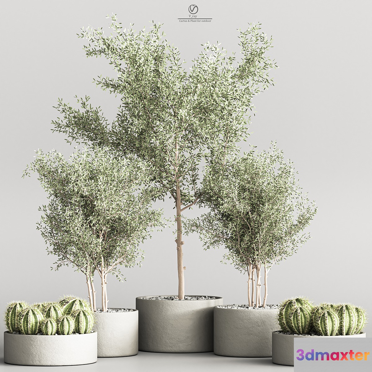 Cactus & Plant indoor vray