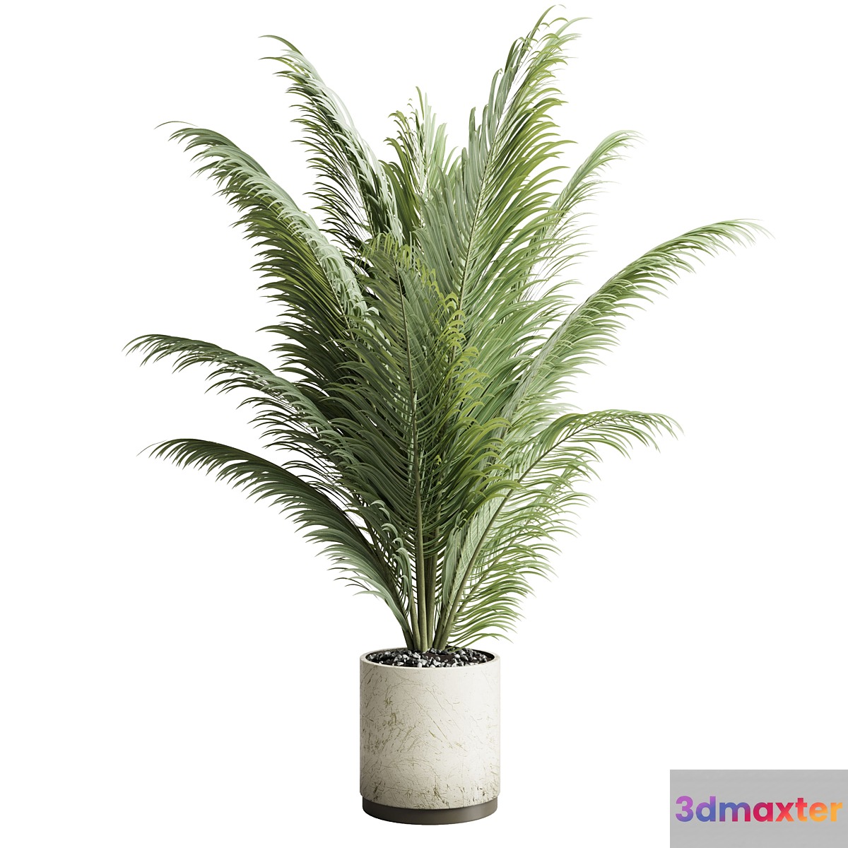 indoor plant pot palm concrete dirt vase 220
