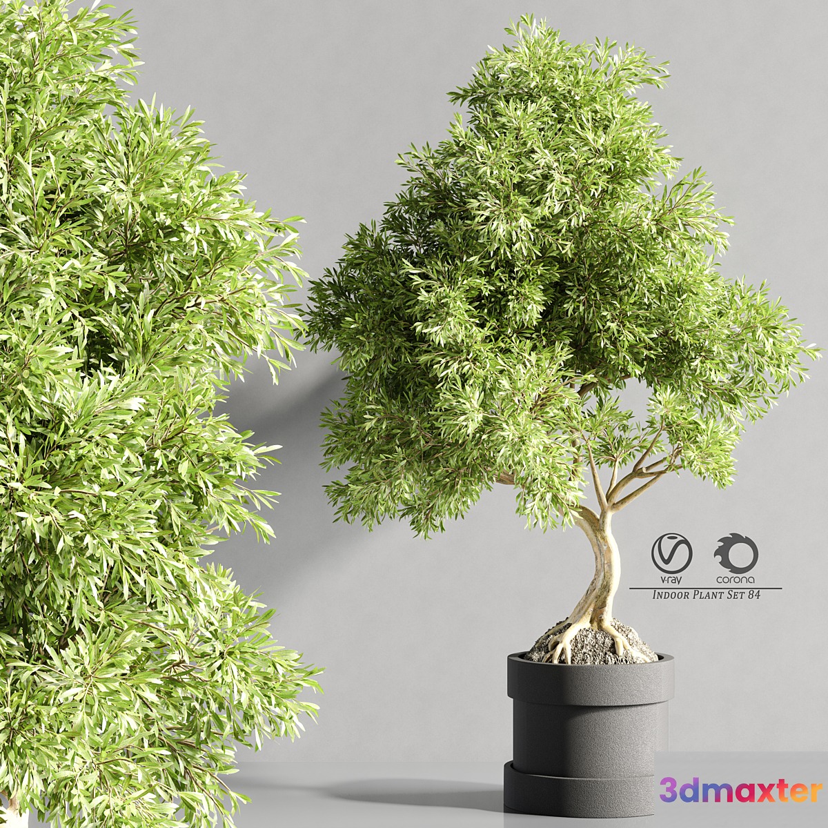 plant_bonsai_07 3D Max