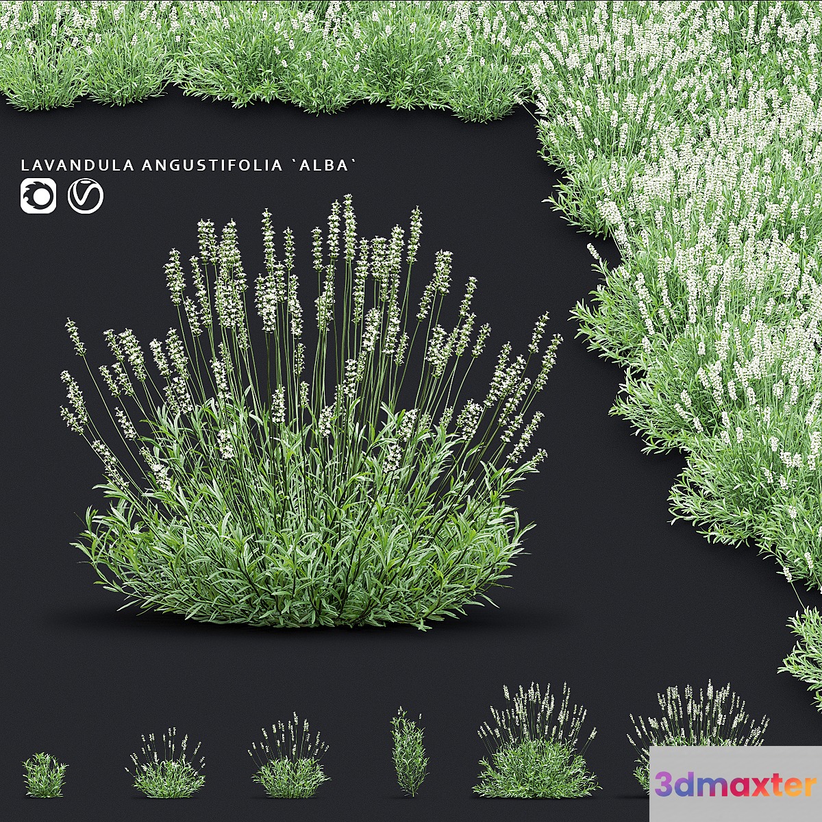 Lavender angustifolia flowers | Lavandula angustifolia Alba - No.2