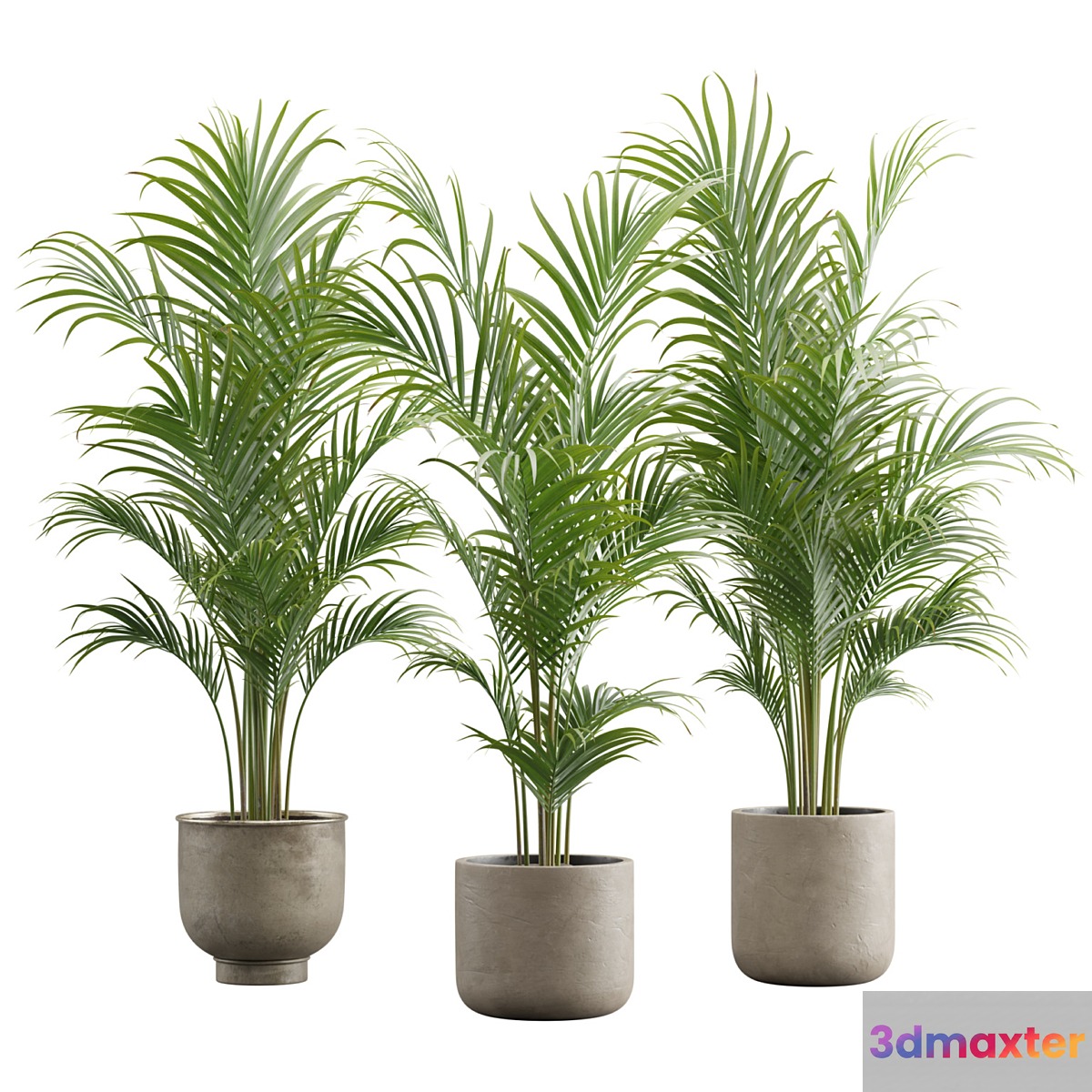 Dypsis Lutescens Set - Areca Palm 3D Max