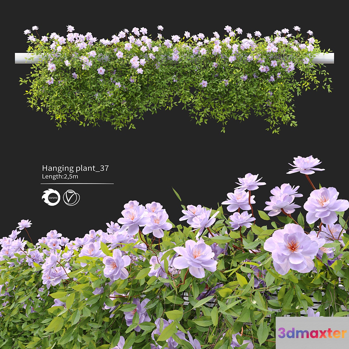 Hanging Plant 37