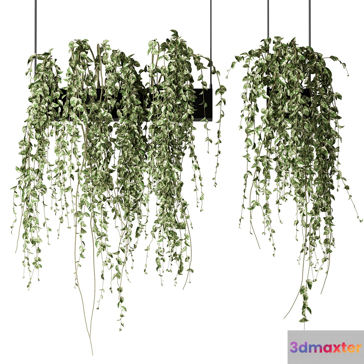Bouquet Collection 08 - Decorative Hanging Plants 3D Max