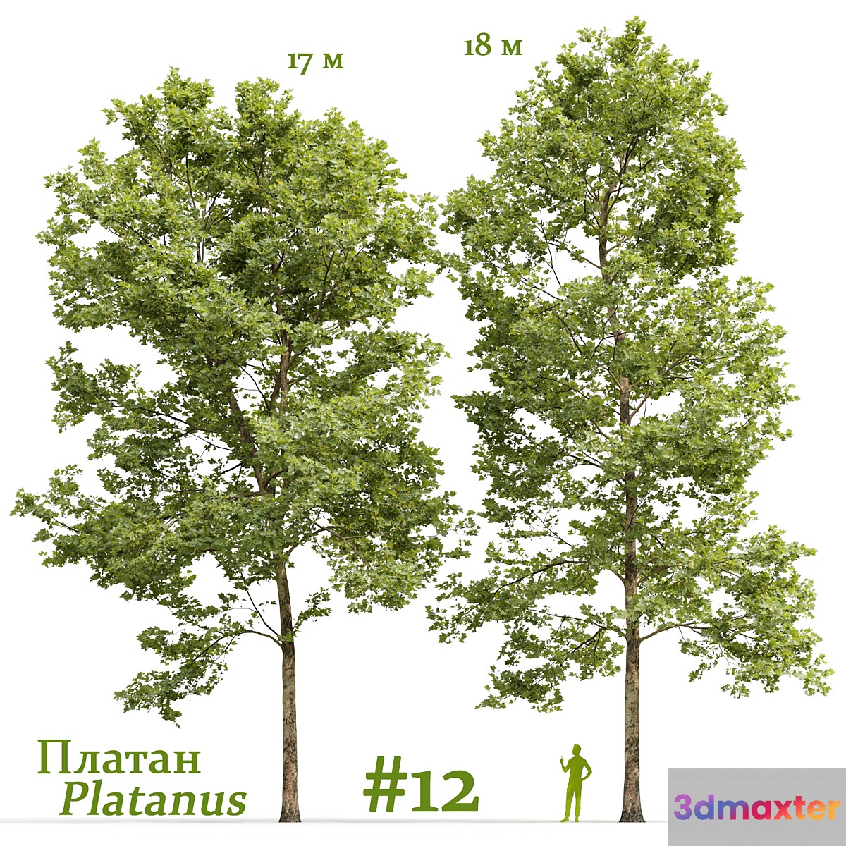 Plane-tree _ Sycamore _ Platanus #12 3D Max