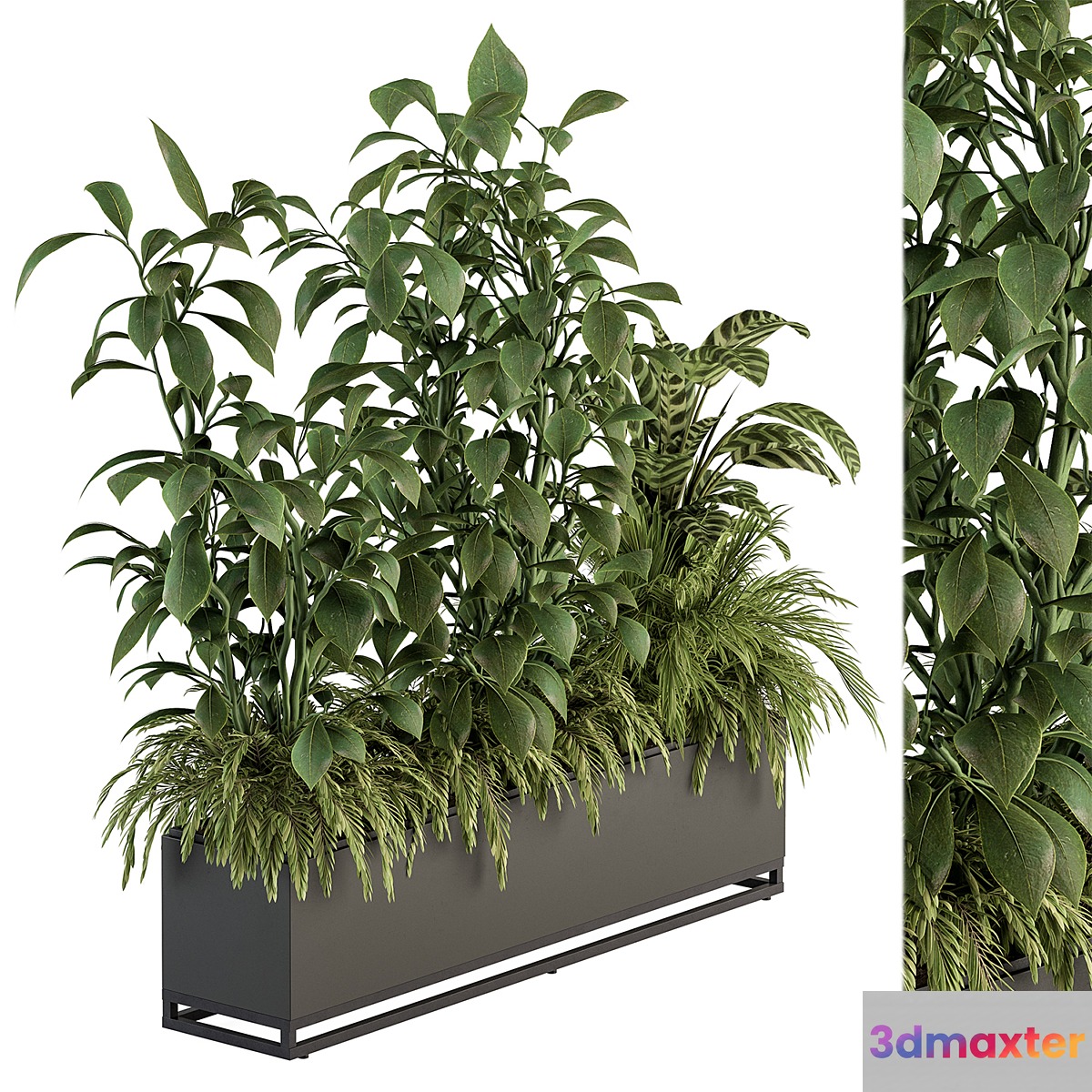 indoor Plant Set 383 - Plant Set in Box