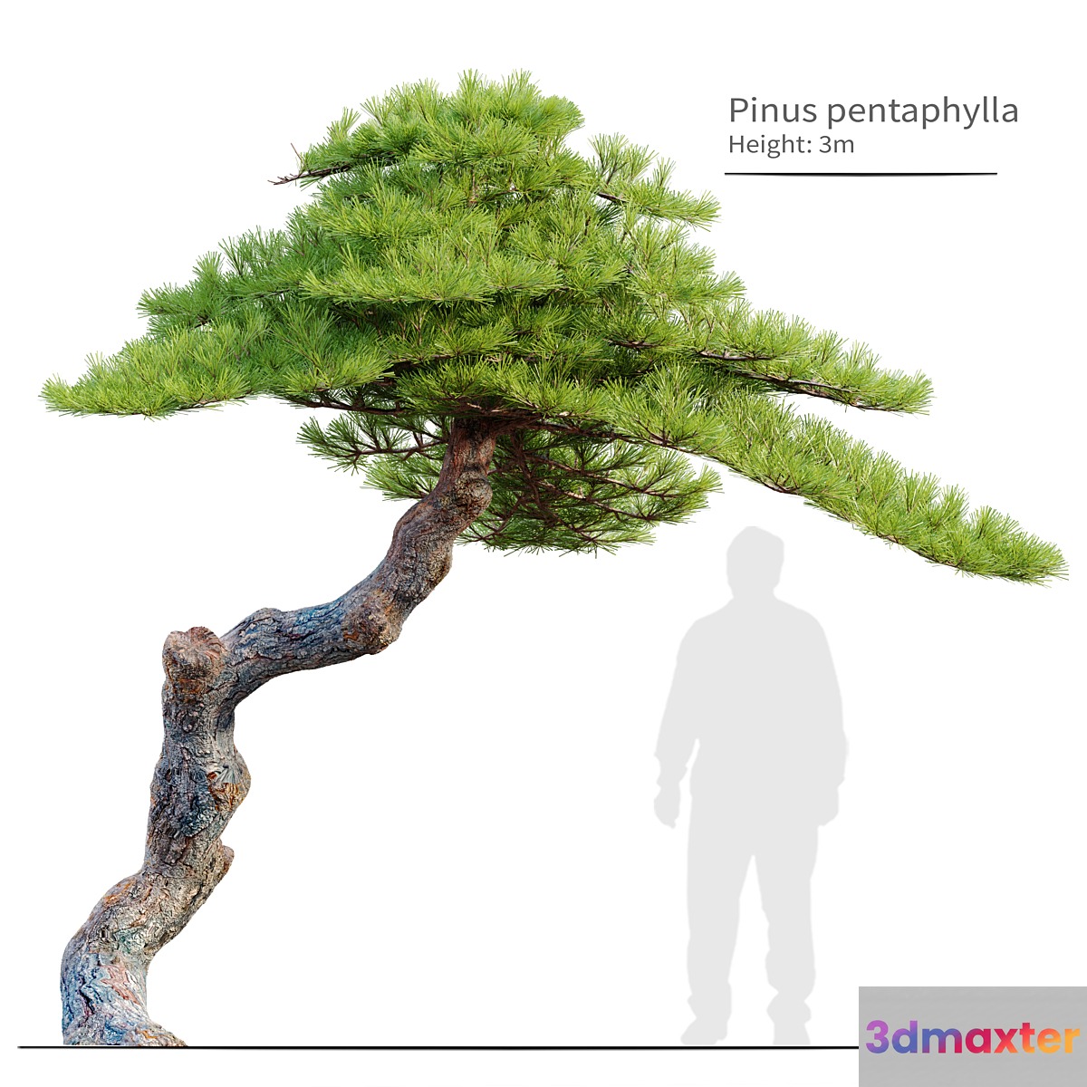 Pinus pentaphylla