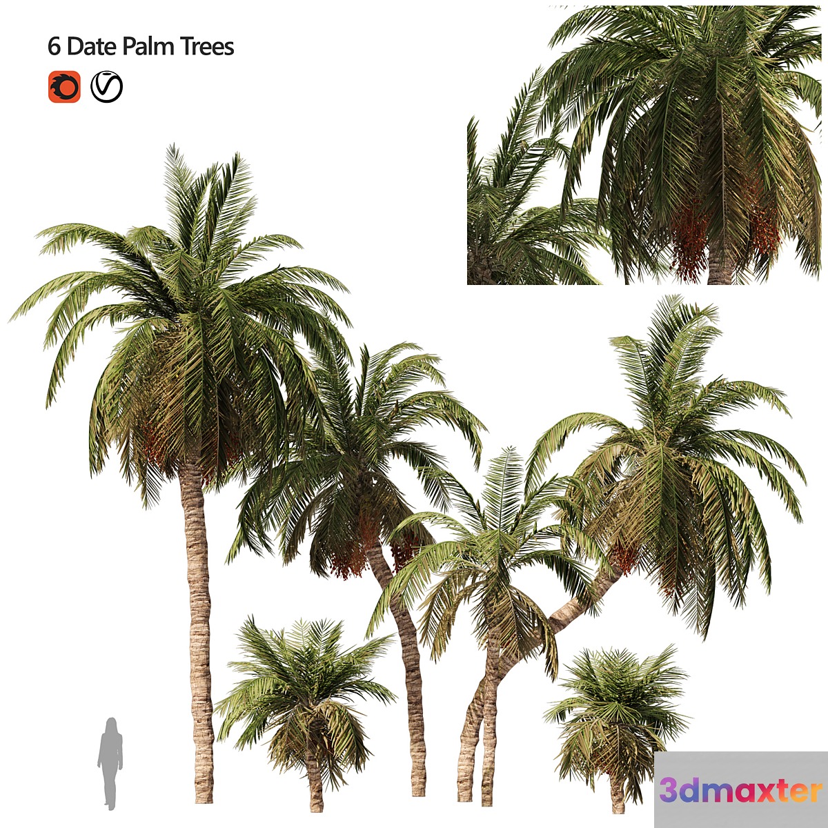 6 Arbian Date Palm Trees