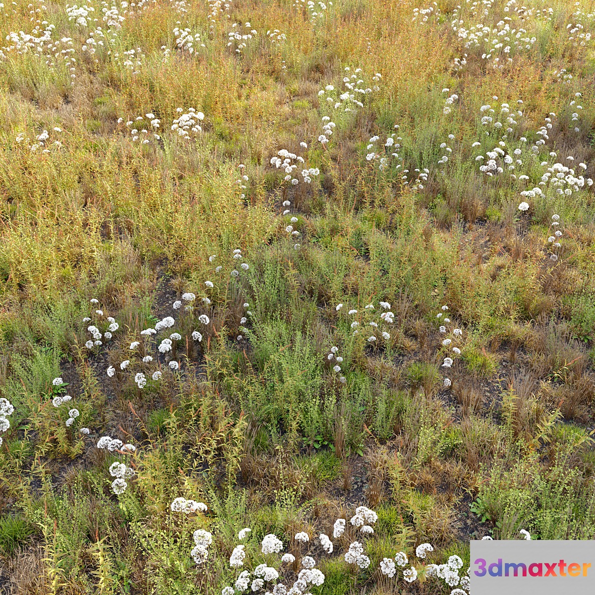 Meadow_10