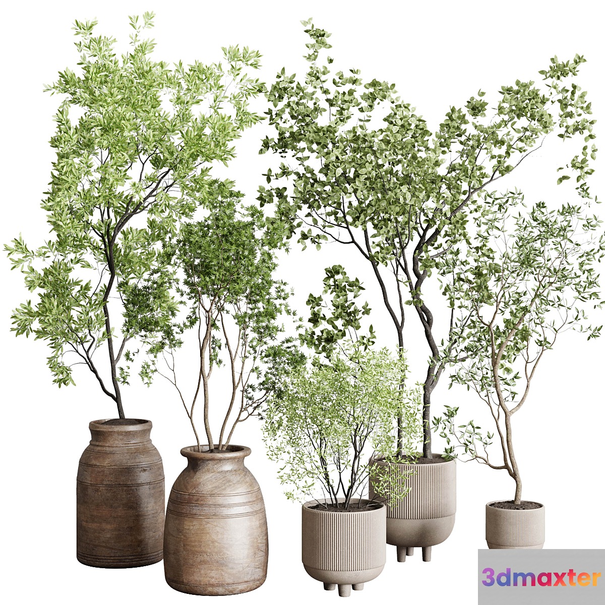 collection indoor plant 227