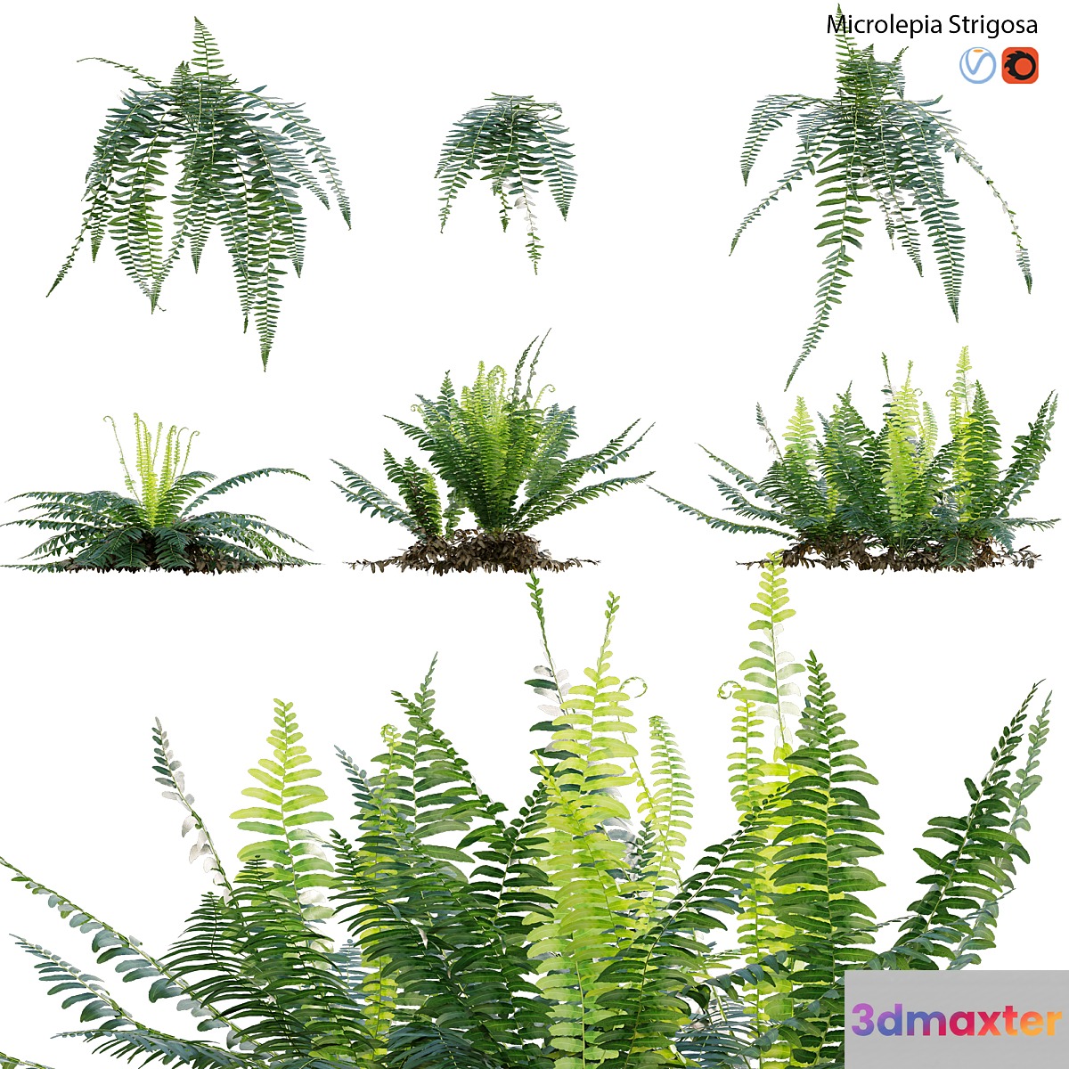 Microlepia strigosa - Fern