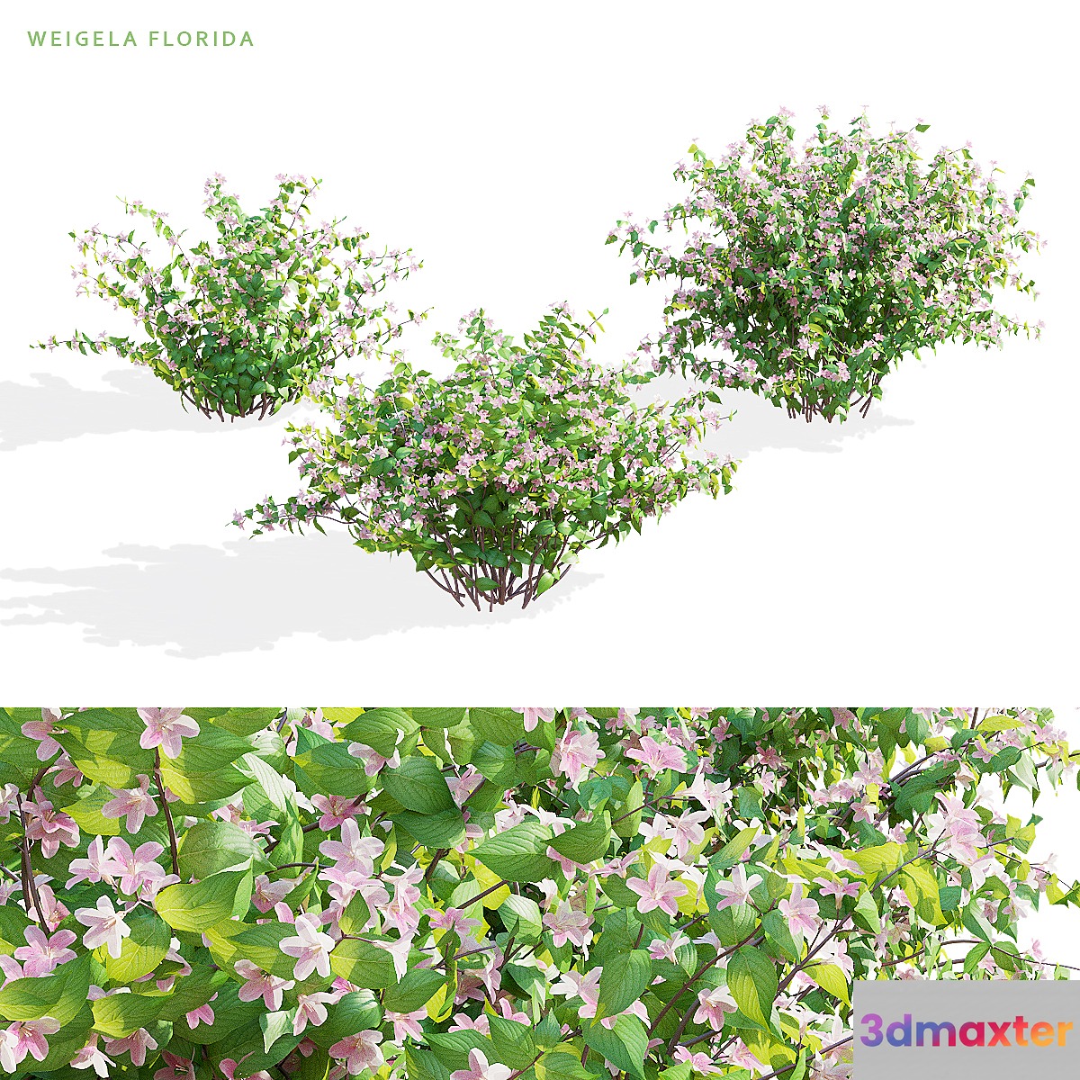 Weigela blooming 3 bush | Weigela florida