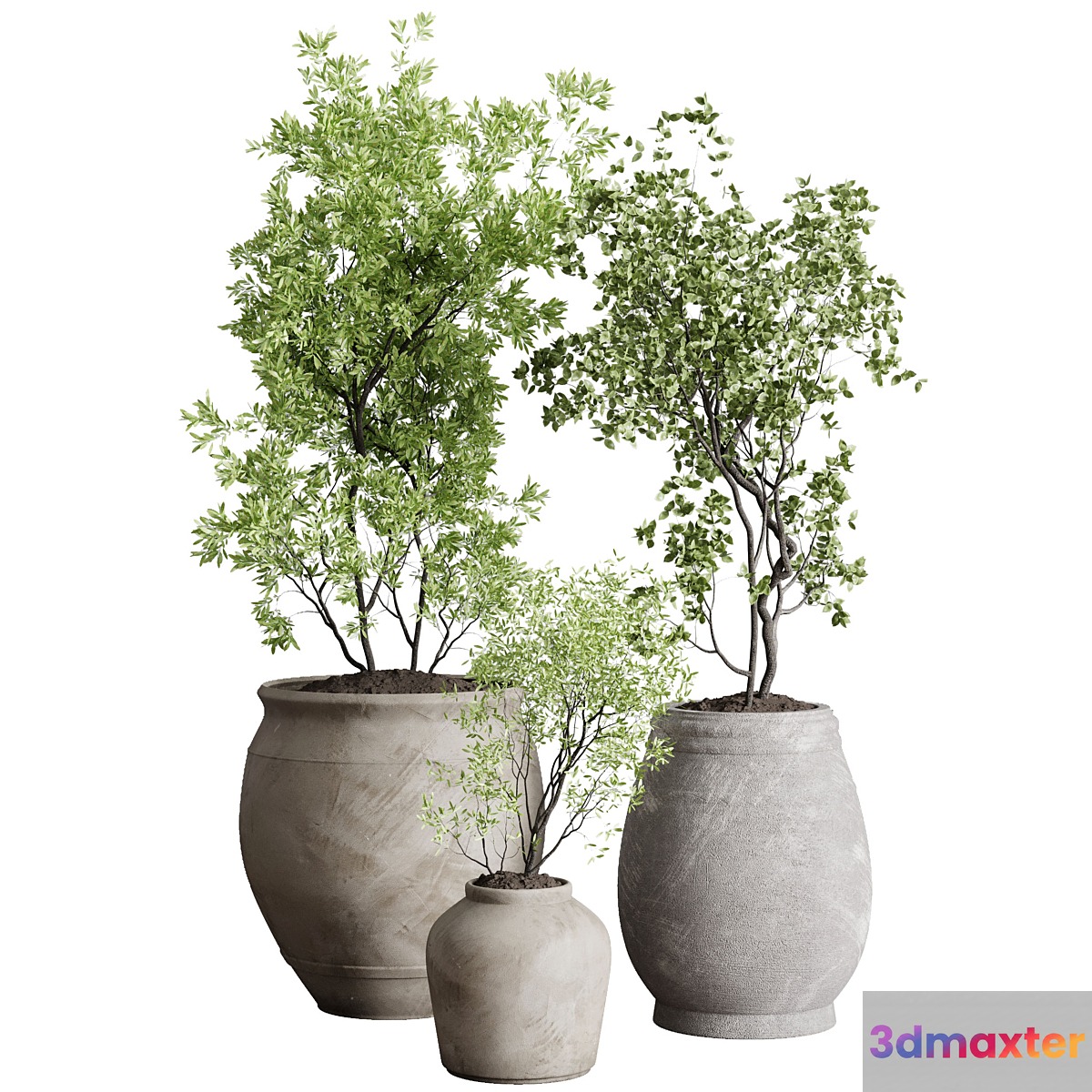 Tree in an Old Earthenware Vase Outdoor Collection 104 - No.2