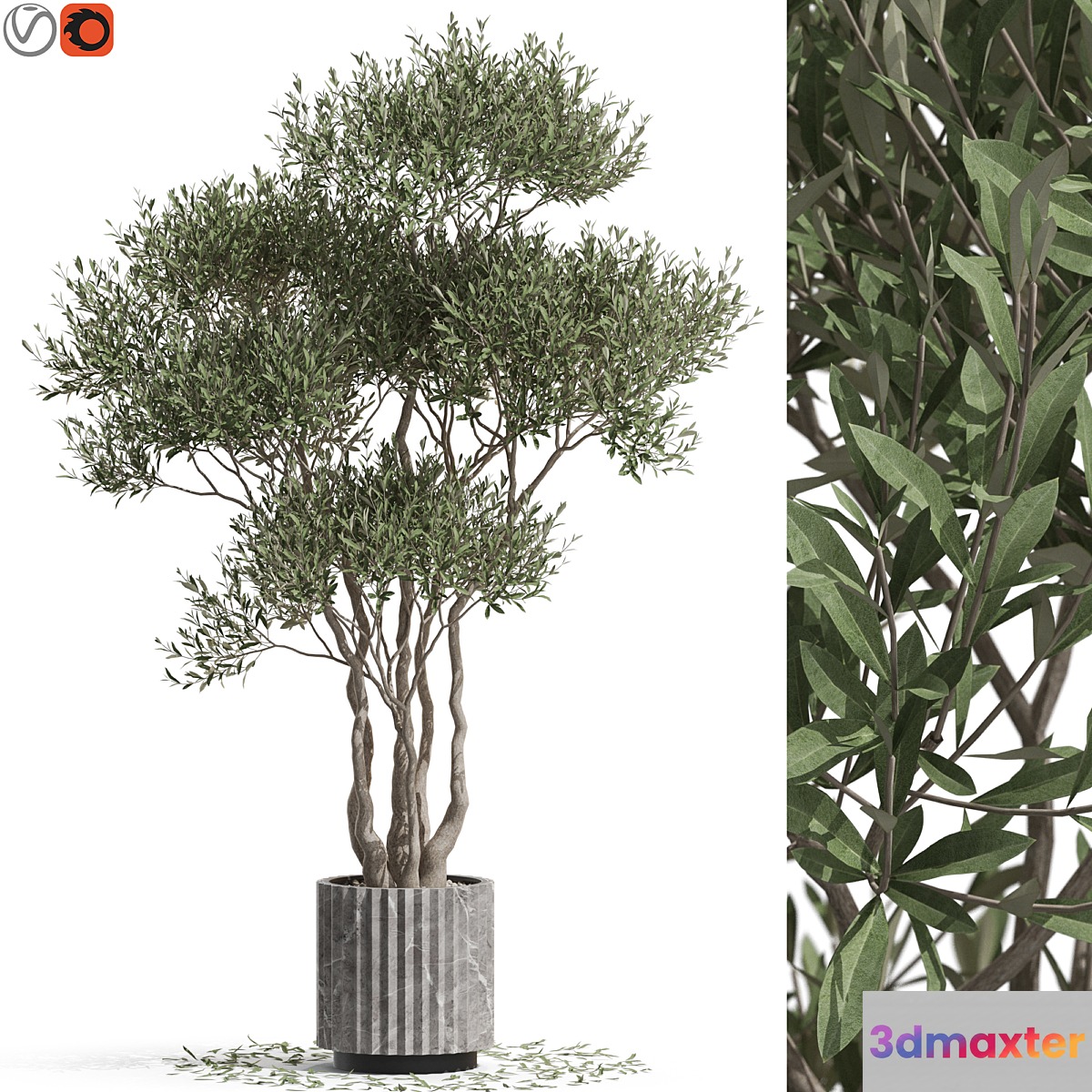 Plants collection 723