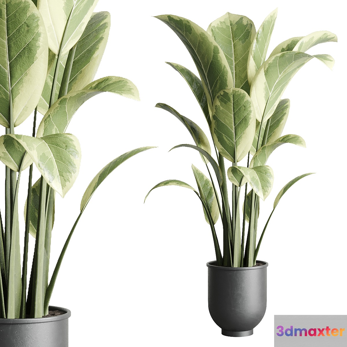 ficus elastica pot Indoor outdoor plant 229 concrete