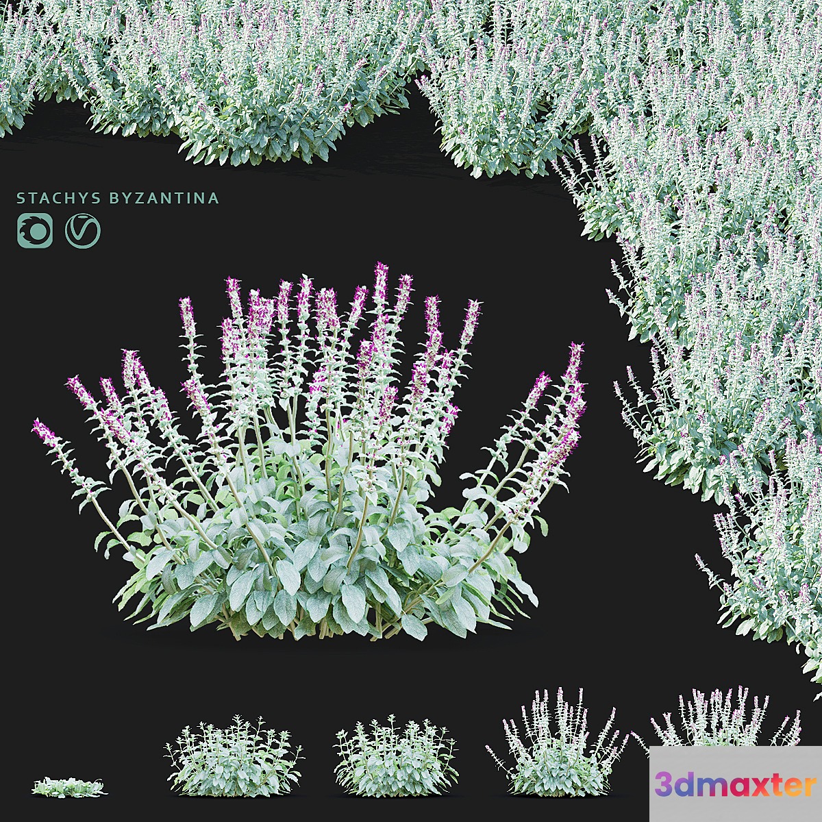 Chistets Byzantine flowers | Stachys byzantina 3D Max