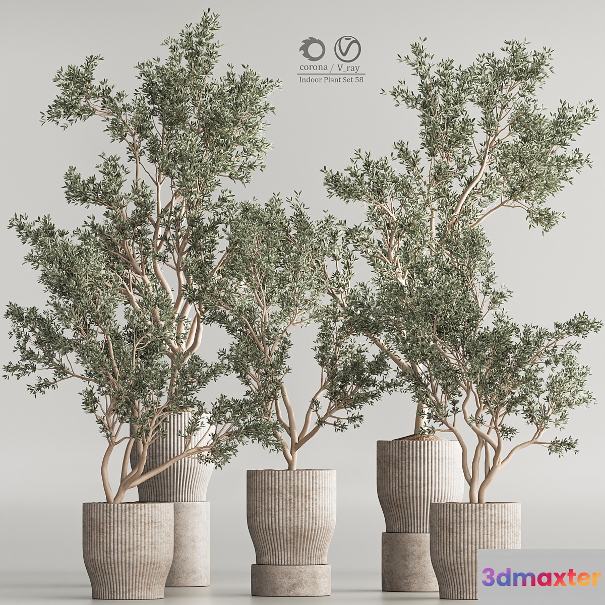 Indoor Plant Set 58 - No.2
