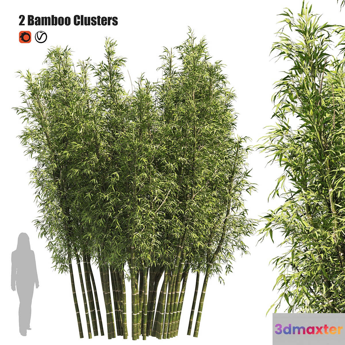 2 Bamboo Clusters - No.2