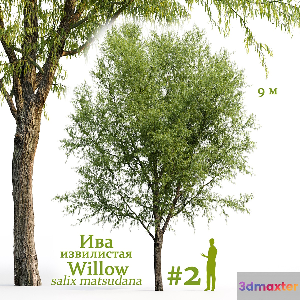 Willow _ Salix matsudana #2 - No.2