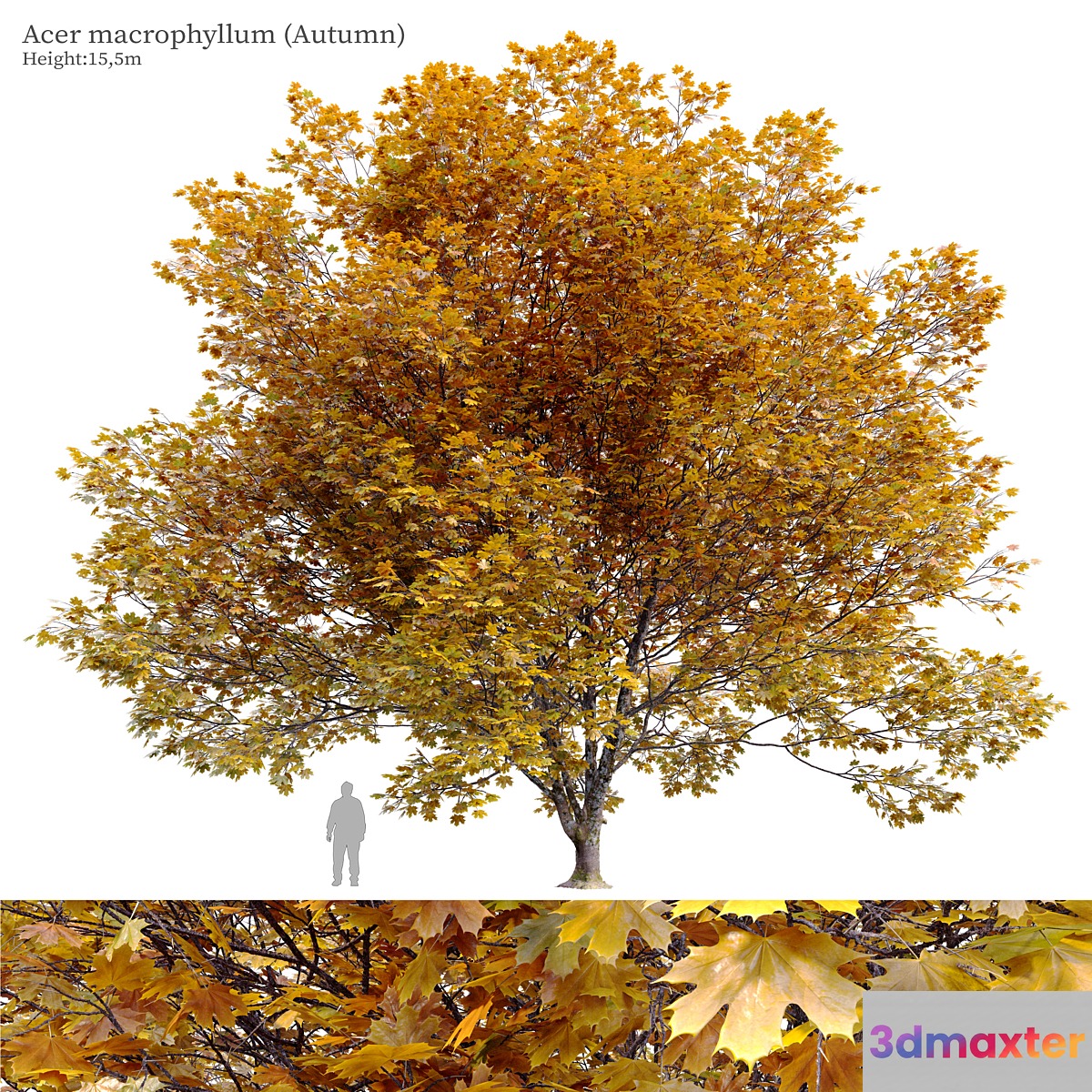 Acer macrophyllum (autumn)