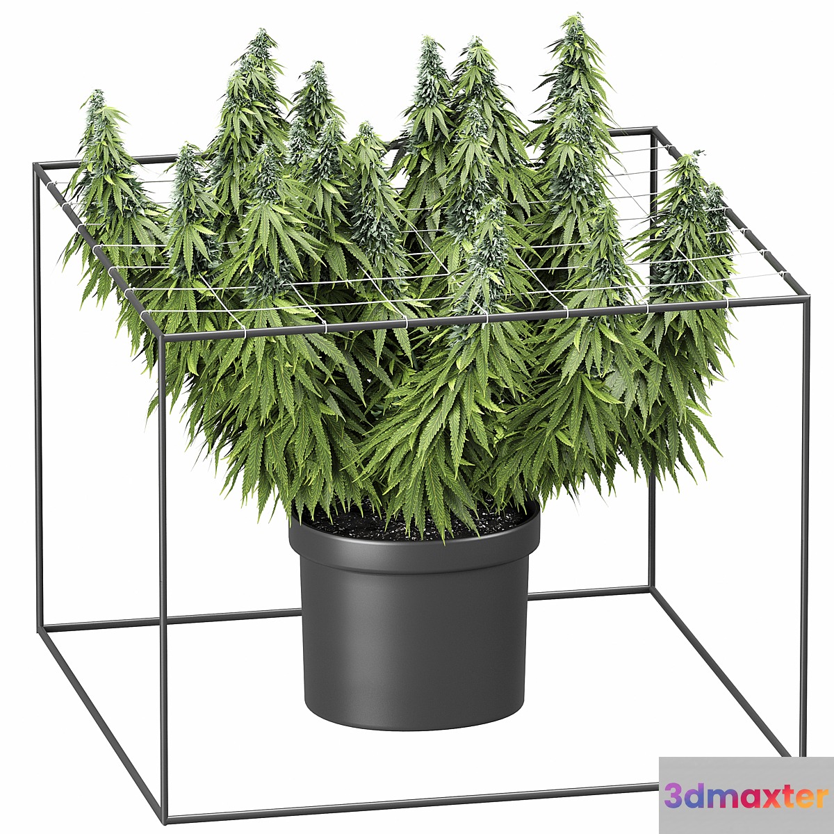 FLOWER PACK 251С Cannabis - No.2 3D Max