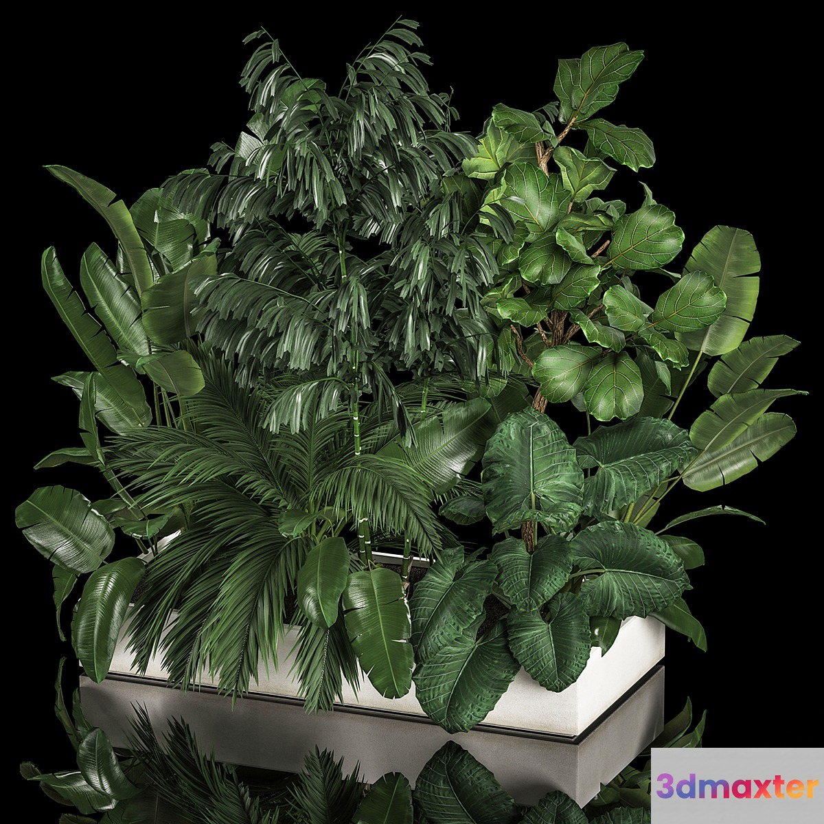 A collection of plants from a thicket of a home garden of palm strelitzia flowerpot ficus lirata. 1113. - No.2