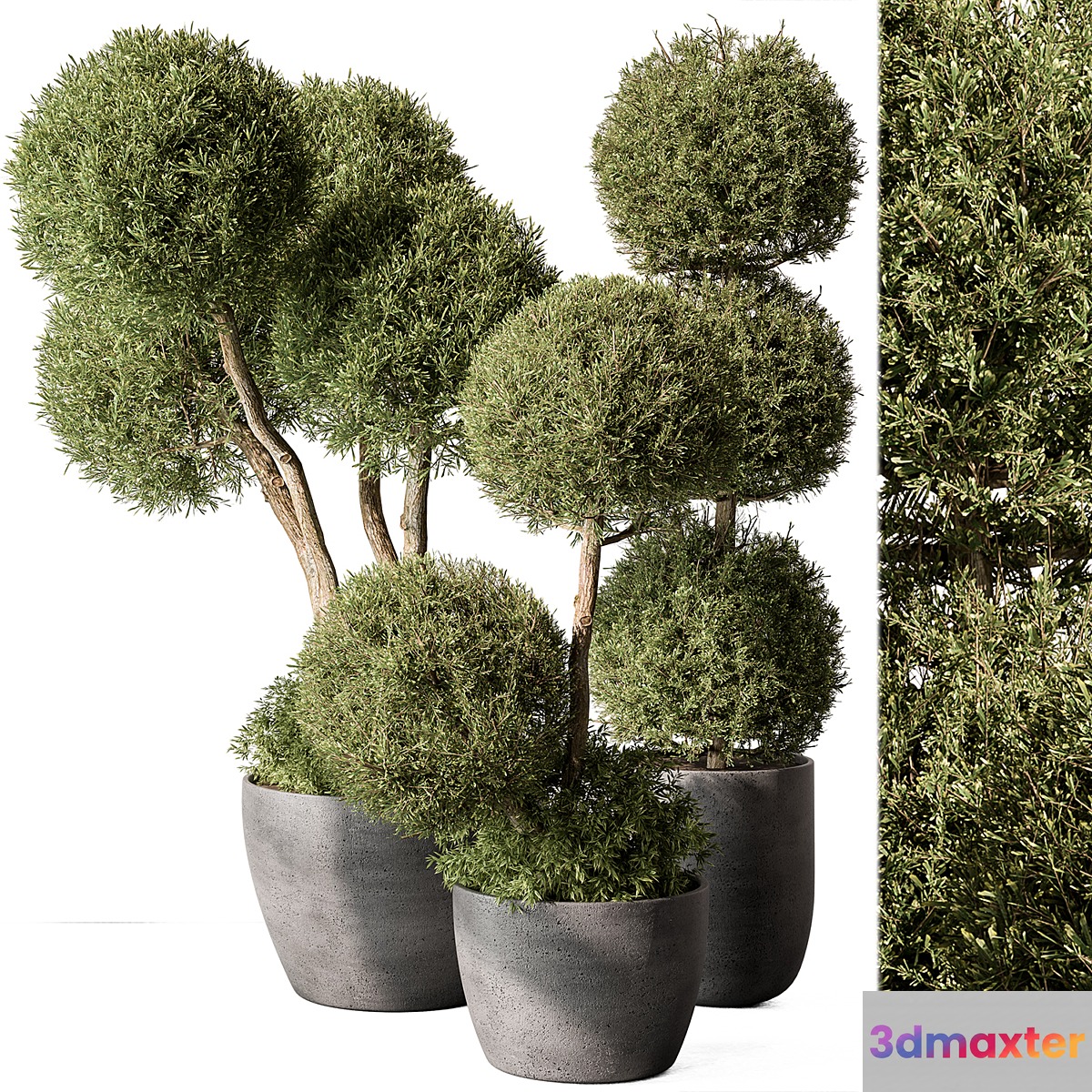 Outdoor Plant Set 414 - Topiary Ball Plant in Pot (Vray) - No.3