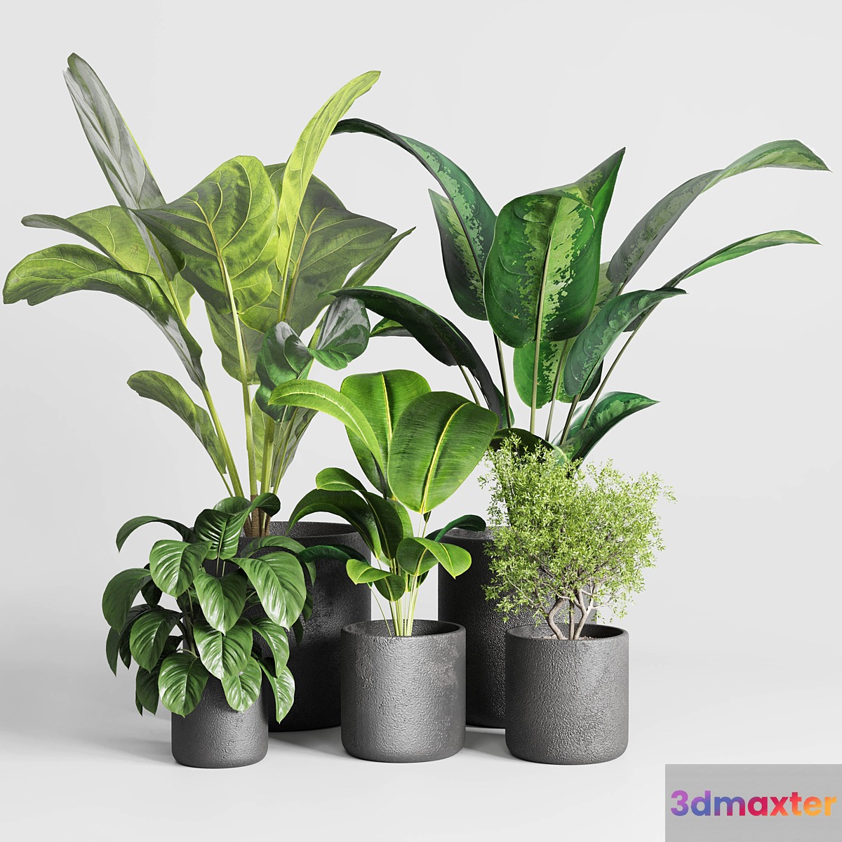 Collection indoor plant 236 plant ficus rubbery ficus lyrata concrete vase